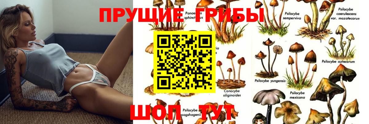Дзержинск  Галлюциногенные грибы Psilocybe  Вход с VPN 